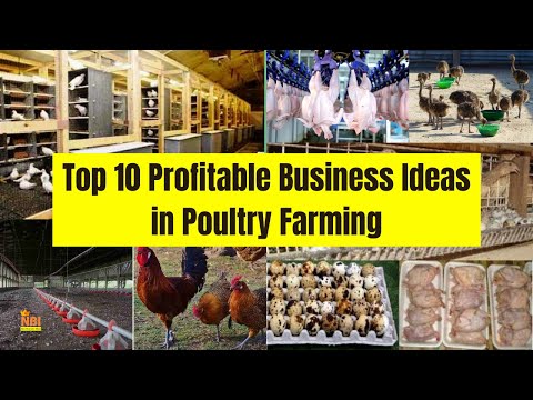 , title : 'Top 10 Profitable Business Ideas in Poultry Farming Industry'