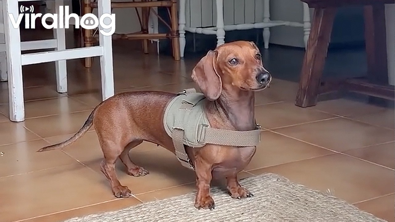 Pepa the Mini Dachshund Sneezes Pretty Hard || ViralHog