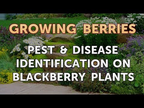 How to Grow Blackberries From Seeds