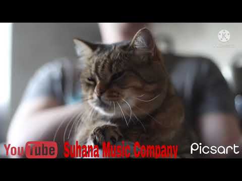 #BabyCat 🐈Cat and Funny Cat's Videos Compilation #21| Suhana Music Company #BabyCat 🐈🐈 #FunnyCat's 🐈