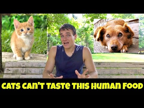 What Cats And Dogs Can Tell Us About Human Nutrition
