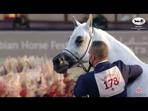 N 178 NAWAAL AL RAYYAN   Katara Int  Arabian Peninsula Horse Show 2022   Mares 7 to 10 Years Old Cla