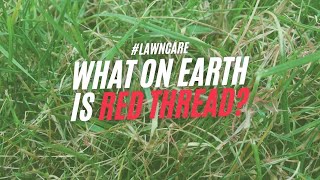 How To Fix Red Thread Disease On Your Lawn