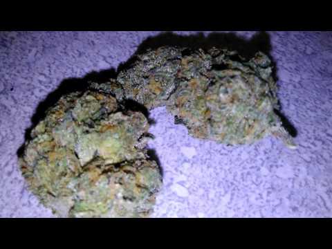 Kimbo Kush