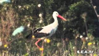 preview picture of video 'Una Cicogna bianca in Ciociaria'