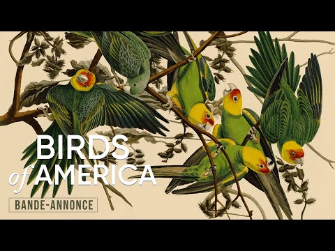 Birds of America - bande annonce KMBO