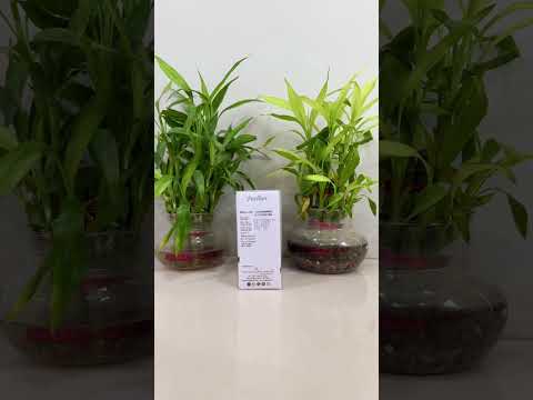 Sildenafil tablets (feelher)