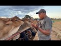 Feedlot infrastructure design- feed and water troughs