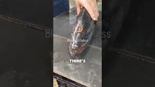 The Humane Way to Kill Fish: Ikijime Explained! 🐟🔪 #shorts #dish #fishing