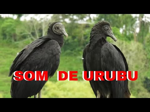 SOM  DE URUBU - CANTO DO URUBU - AVES DO CÉU