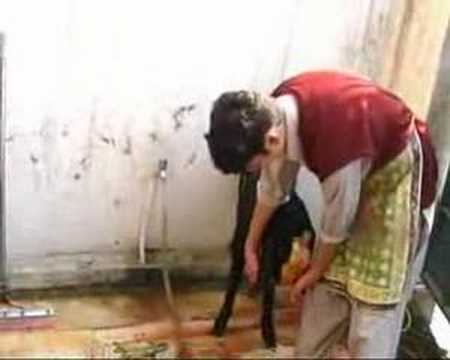 Pakistan 42: Eid Qurbani Sacrifice