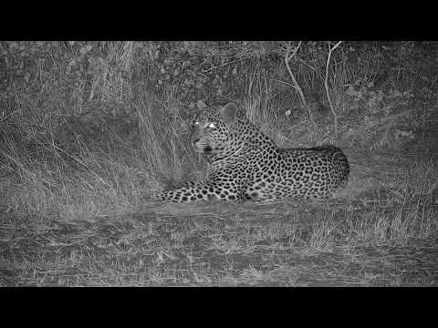 Djuma: Leopard-Hosana male laying around-Pt:1 - 19:14 - 06/03/19