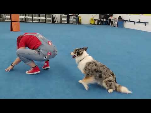 Crufts freestyle practice - 1 month into training - Cracker Jack