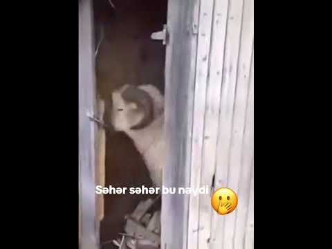 Fikirlərinizi şərh bölməsində bildirin👇🏻#keşfet #gündem #tiktok #instagram #trendvideo #shortvideo