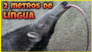 Ele Come até 30 MIL FORMIGAS em um Unico Dia