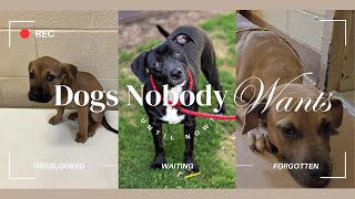 Why These Rescue Dogs Deserve Your Love and Attention 💔