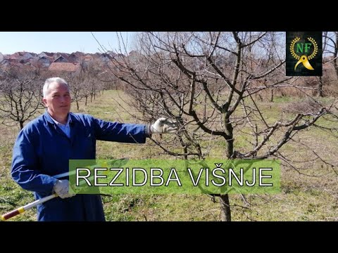 Kako orezati višnju