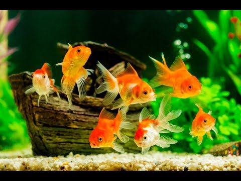 Fish Order Unboxing $1500 : Goldfish, Cichlids, Guppy Fish, Plecos, Betta Fish, Plants For Fish Room