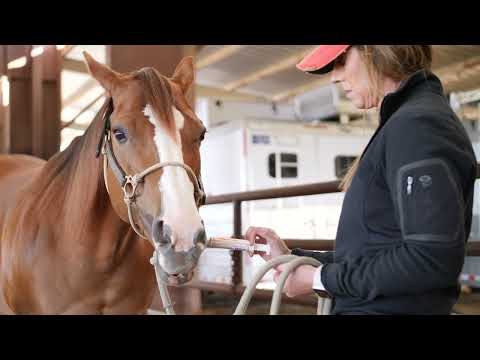 The Equine Gut Health Advantage | Andrea Busby x FullBucket