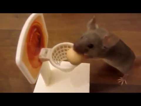 Jaromír Nohavica - Myš