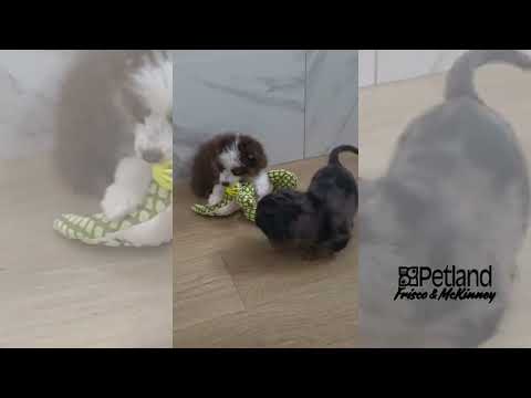 Miniature Australian Shepherd - 39850 video preview