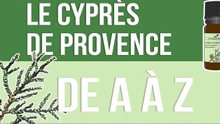 [HUILES ESSENTIELLES] À la découverte du Cyprès de Provence