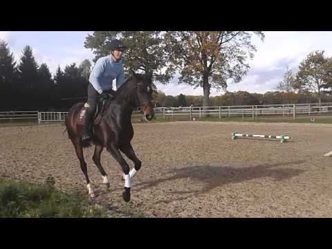 6j Stute von Calato x Calypso II x Le Val Blanc xx