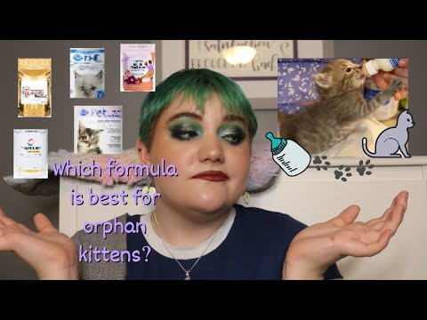 Ranking Kitten Formulas // what kitten formula is best?