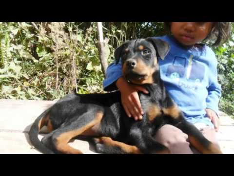 GASYTIALIKA - DOGILAH