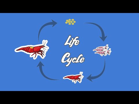 The Truly FASCINATING Life Cycle of the Humble Red Cherry Shrimp