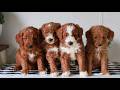 Mini Goldendoodle dogs for sale: Abe  - Video 1