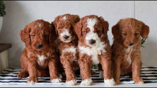 Video preview image #1 Goldendoodle (Miniature) Puppy For Sale in LITITZ, PA, USA