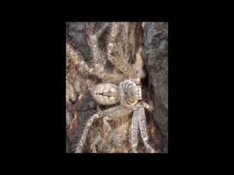 Spiders [demo version]  Death Before Breakfast