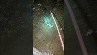 Download lagu Baru dipasang langsung di datangi penunggu rawa 😮👆 #fishing #mancing #toman #snakehead mp3