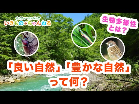 Gephyromantis zavonaについて詳しく解説