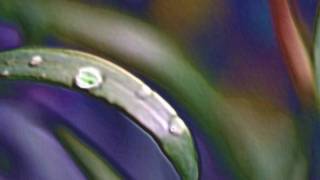 kenny sings  the wind beneath my wings.wmv