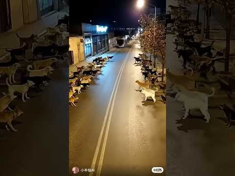 Dogs fighting 🐕 |