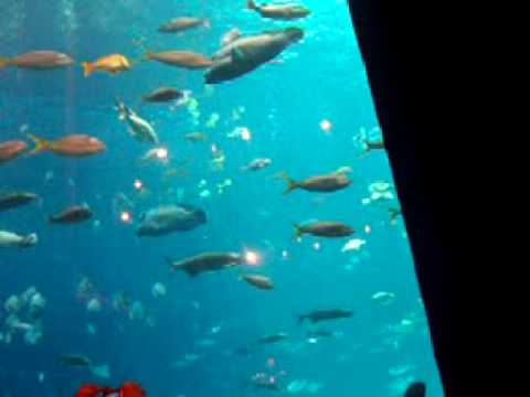 Tropical Fish, Rays, and Sharks at Georgia Aquarium Atlanta
