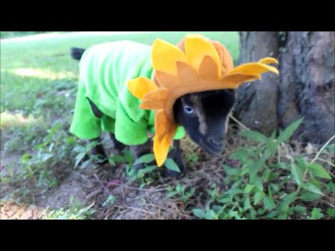 Baby Goat is a Flower