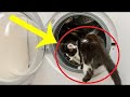 9 Week Old Kitten Accidentally Thrown Inside A Washing Machine