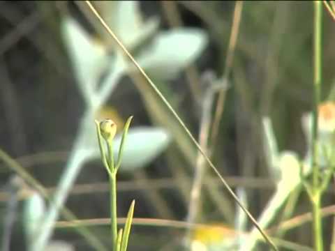 IMOTSKI GRAD NA GORI-FILM