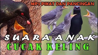 Download lagu suara anak cucak keling untuk pikat dan pancingan ampuh mp3