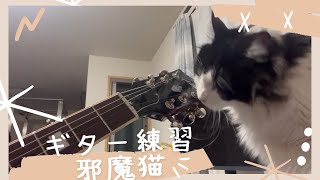 ギター練習妨害猫