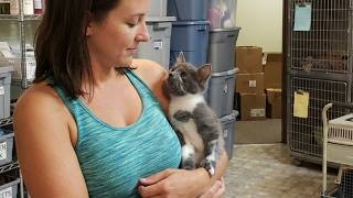 That Moment Cat Realizes He's The Baby 🐱💕 Cute Cat and Human Moments