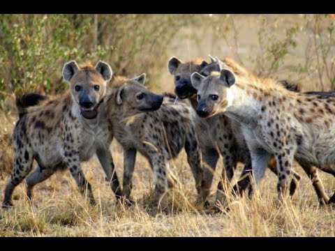 Africa Predatori letali II - 06 Femmine alfa