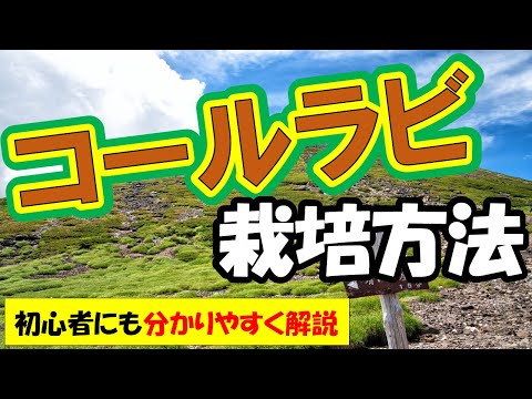 グッドネイバー: コールラビとの混合文化 植物