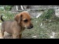 Naayi Mari - Puppies - Hundewelpen