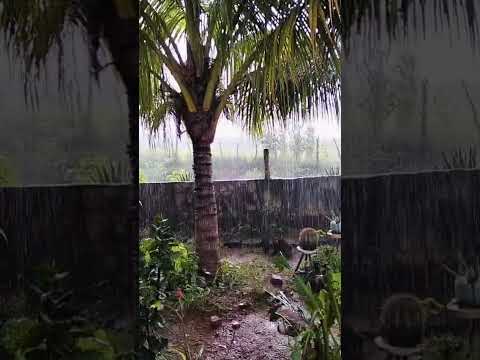 Muita chuva desde de manhã cai umas chuvas vai e volta no sítio Ricurso Quiterianopolis Ceará
