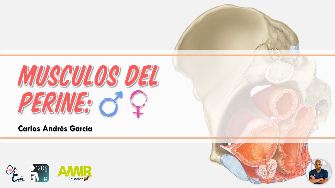 Anatomía - Músculos del Periné (Diafragma Pélvico, Origen, Inserción)