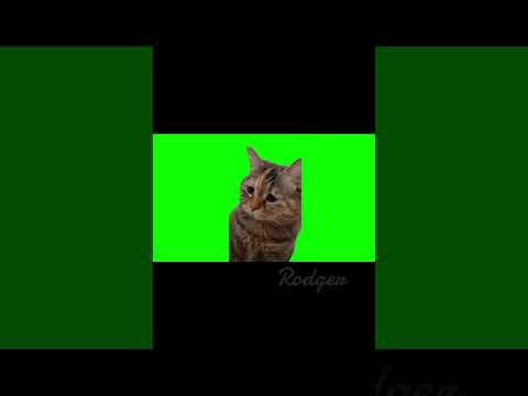 мемные коты ФУТАЖИ, для pov видео#greenscreenvideo